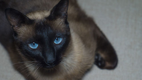 Close-up of a cat sitting on floor