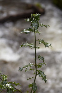 Close-up of flowering plant