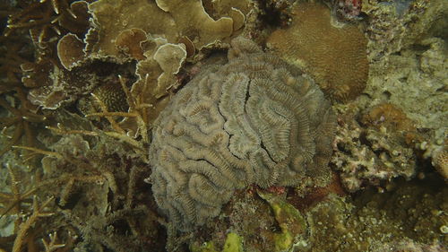 Close-up of coral in sea