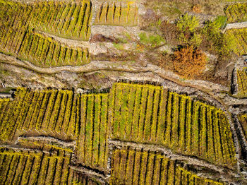 High angle view of agricultural field