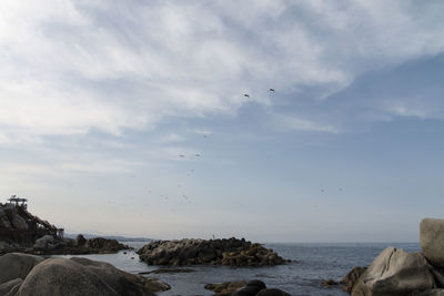 Birds flying over sea against sky