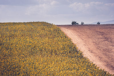 View of field against sky