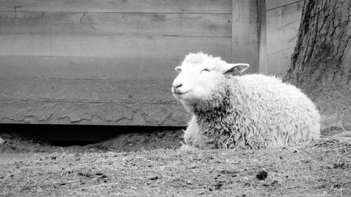 Sheep resting on ground