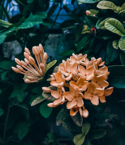 Close-up of flowering plant