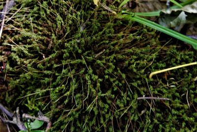 High angle view of fresh green plants