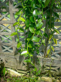 Close-up of fresh green plants