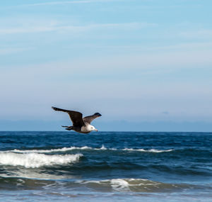 Bird flying over sea against sky