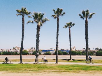 Palm trees in park