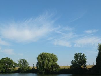 Trees against cloudy sky