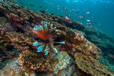 Close-up of fishes swimming in sea