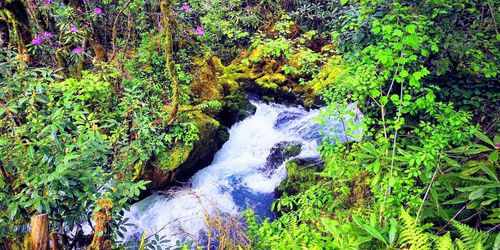 Scenic view of waterfall amidst trees in forest