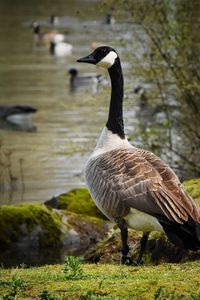 Close-up of duck by lake