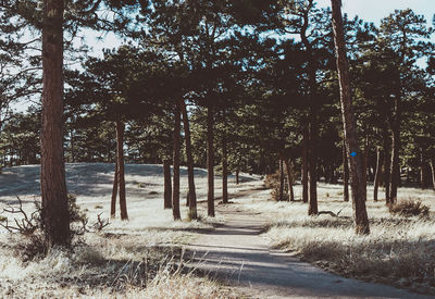 Road amidst trees on field during winter