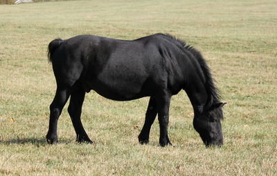 Side view of horse grazing on grassy field