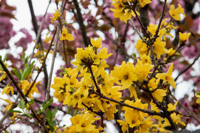 Close-up of yellow flowering plant