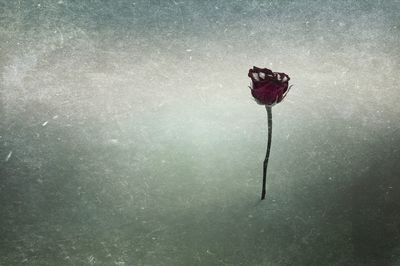 Close-up of flower against water