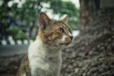 Close-up of cat sitting outdoors