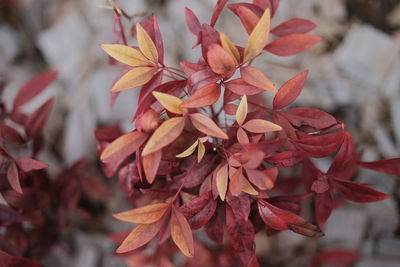 Close-up of red leaves