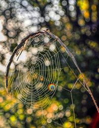 Close-up of spider web