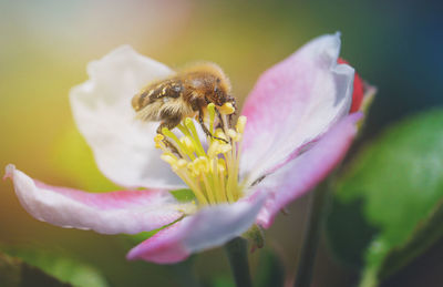 Close-up of bee pollinating on pink flower