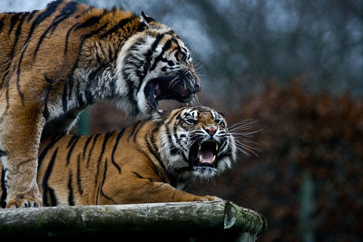Tigers roaring on wood