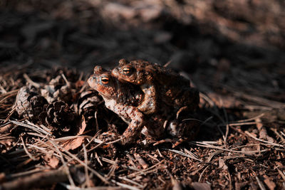 Close-up of frog on land