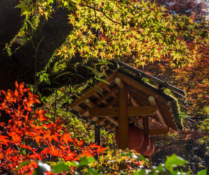 View of plants and trees in autumn