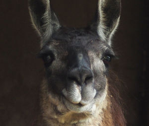 Close-up portrait of horse