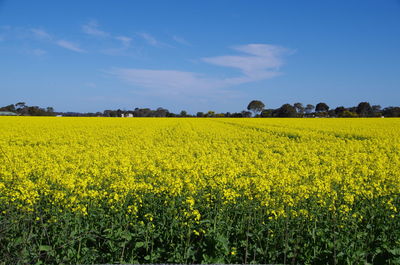 Scenic view of oilseed rape field against sky