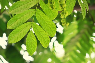 Close-up of leaves against blurred background