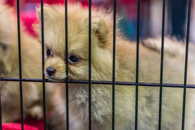 Close-up of dog in cage