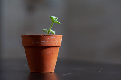 Close-up of potted plant on table