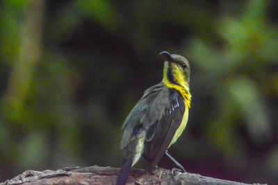 Close-up of bird perching on branch