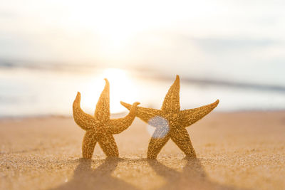 Close-up of starfish on beach