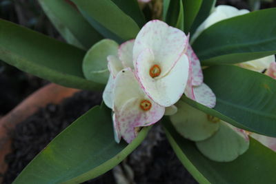 Close-up of succulent plant