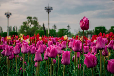 Close-up of pink tulips in field