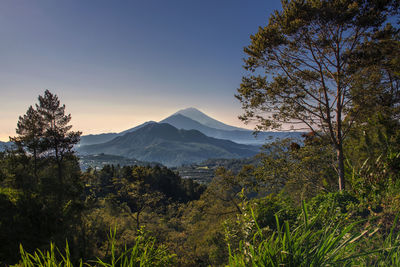 Scenic view of trees and mountains against clear sky