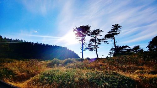 Trees in forest against sky