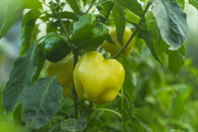 Close-up of fruit growing on plant