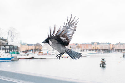 Side view of crow flying in city against sky