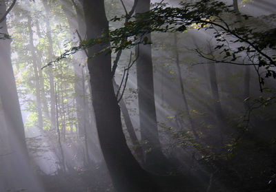 Trees in forest