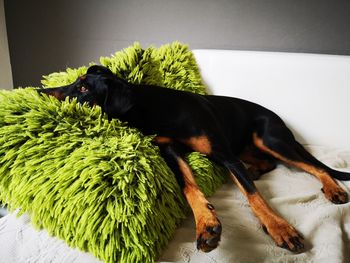 High angle view of dog sleeping at home