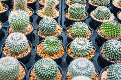 Beautiful cactus in flowerpot with sunlight for background and texture.