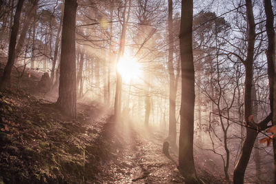 Sunlight streaming through trees in forest