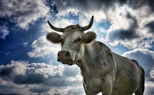 Low angle view of horse