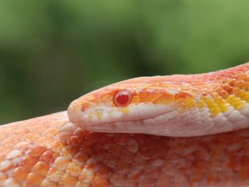 Close-up of lizard on leaf