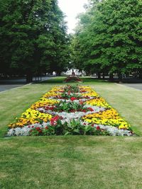 View of flowering plants in garden