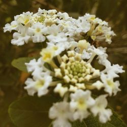 Close-up of white flowers