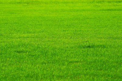 Full frame shot of grassy field