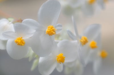 Close-up of white flower